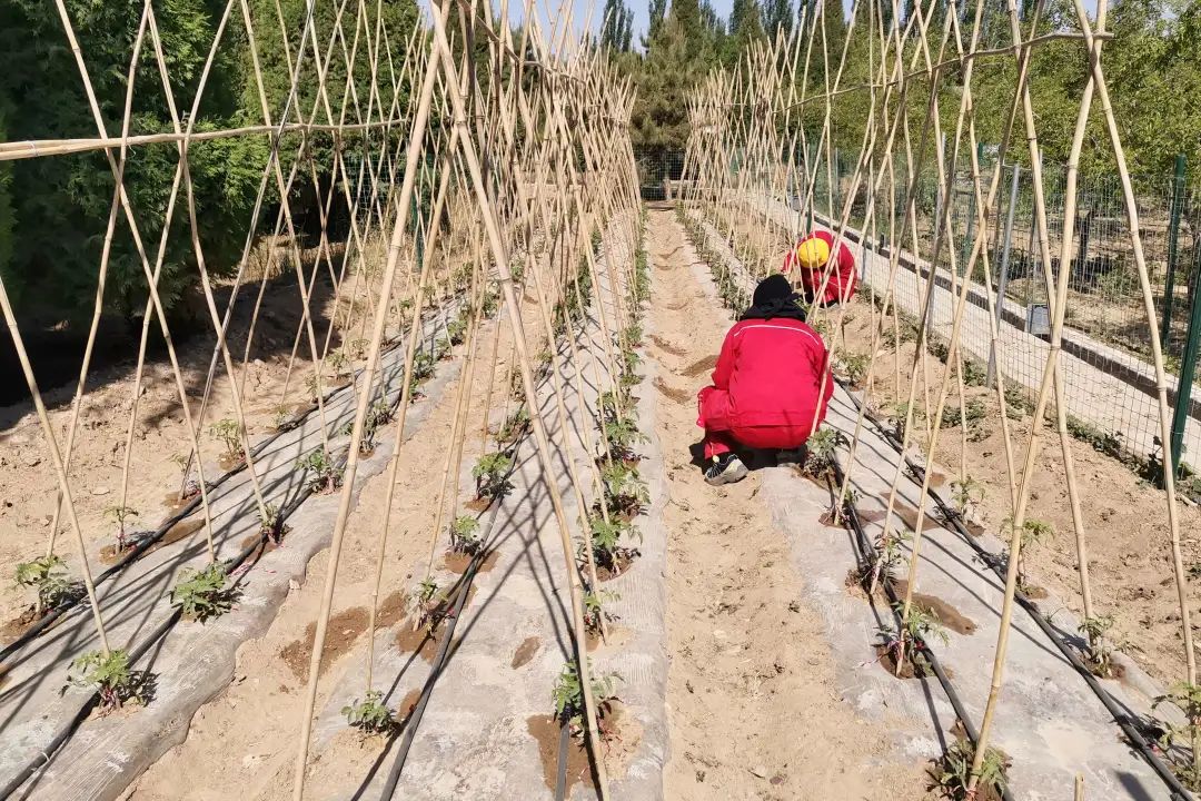 		漂亮中国⑨丨CA88集团“漂亮中国行动月”（宁夏青铜峡站）活动顺遂举行_员工关爱_CA88集团有限公司	