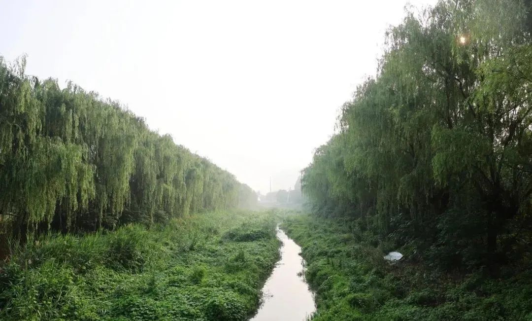 		绿色生长 | 北玻有限滕州公司：厂区好生态 候鸟翩翩来_节能环保_CA88集团有限公司	
