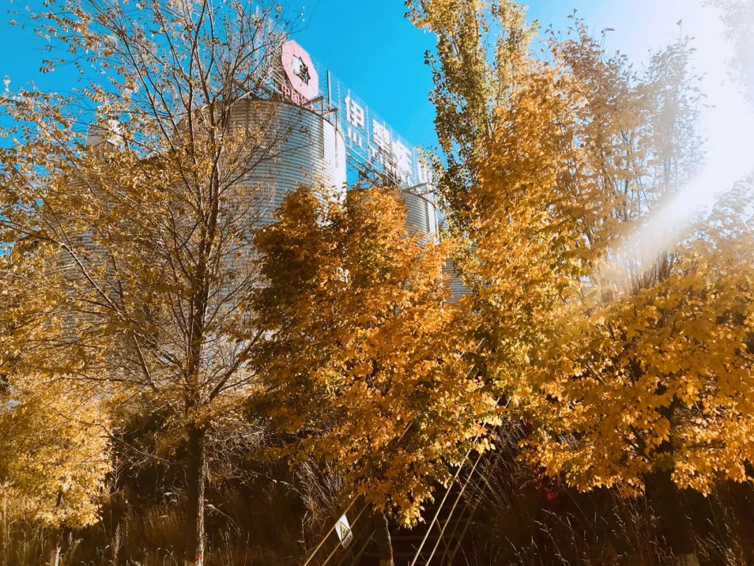		CA88的秋景美如画_责任与文化_CA88集团有限公司	