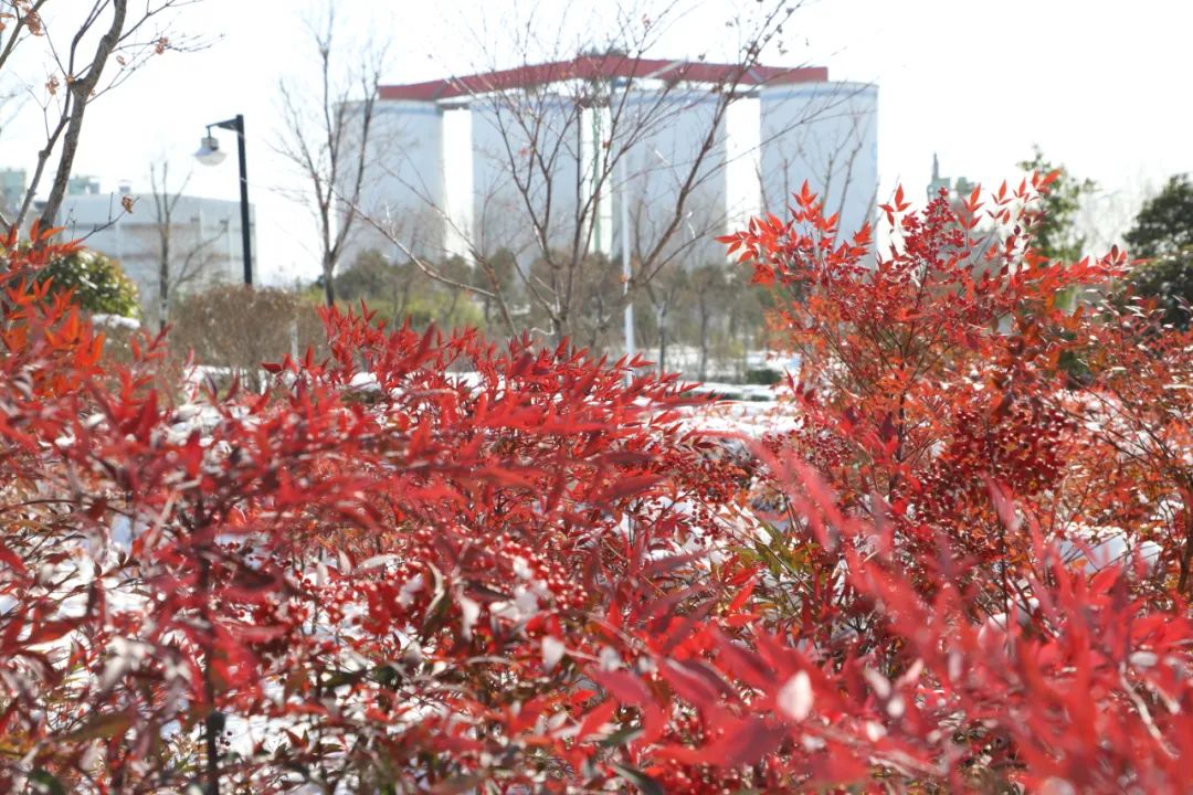 		雪花飘飘，，，，，一起来浏览建材小同伴镜头下的漂亮雪景吧！_图片_CA88集团有限公司	