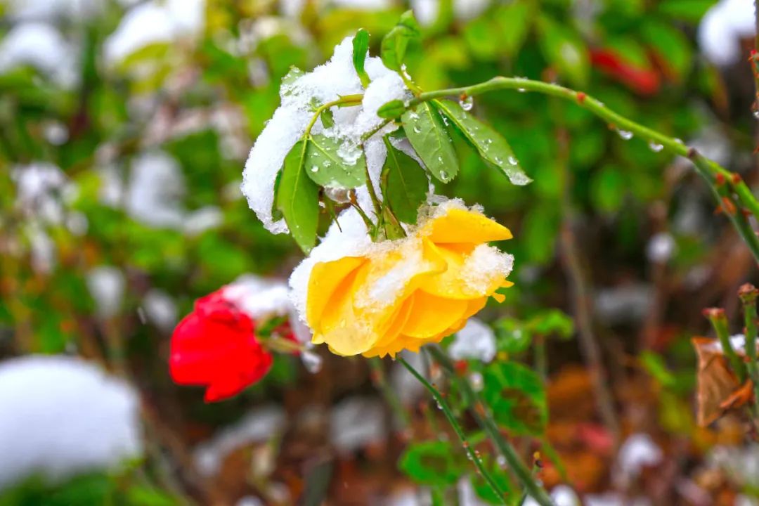 		雪花飘飘，，，，，一起来浏览建材小同伴镜头下的漂亮雪景吧！_图片_CA88集团有限公司	