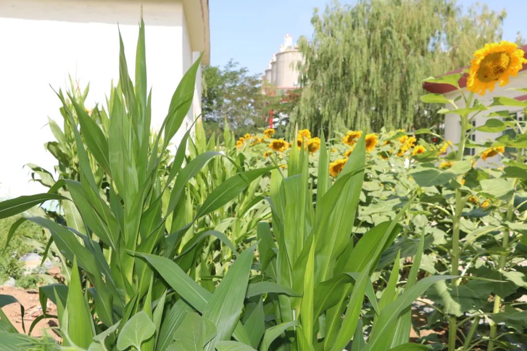 		办实事 暖人心 | 宁夏建材：专心用情解决好员工用餐问题_故事_CA88集团有限公司	