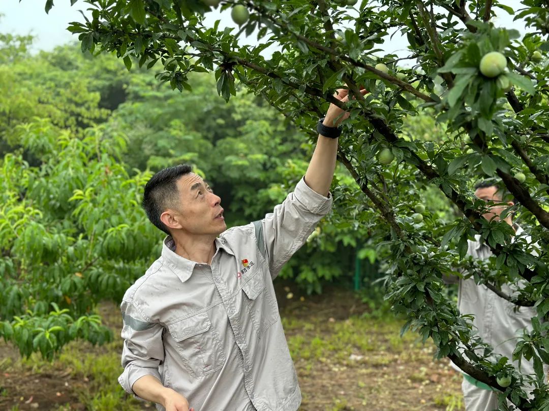 		绿色生长 | 南方水泥工厂内的“开心农场”_图片_CA88集团有限公司	