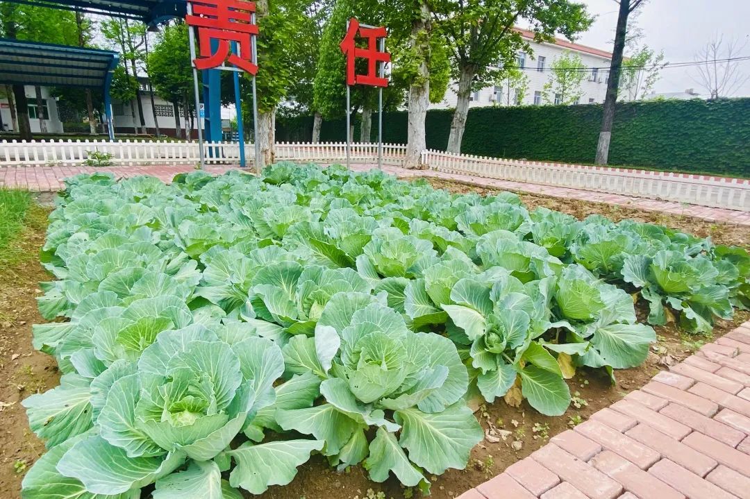 		绿色生长 | 一起看看我们践行低碳生长的美图~_图片_CA88集团有限公司	