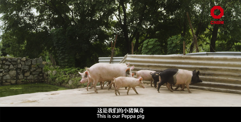 		善用资源开放日 | 中材国际尼日利亚从“相通”走向“深融”：带您“云看”外洋项目部的一天_视频专区_CA88集团有限公司	