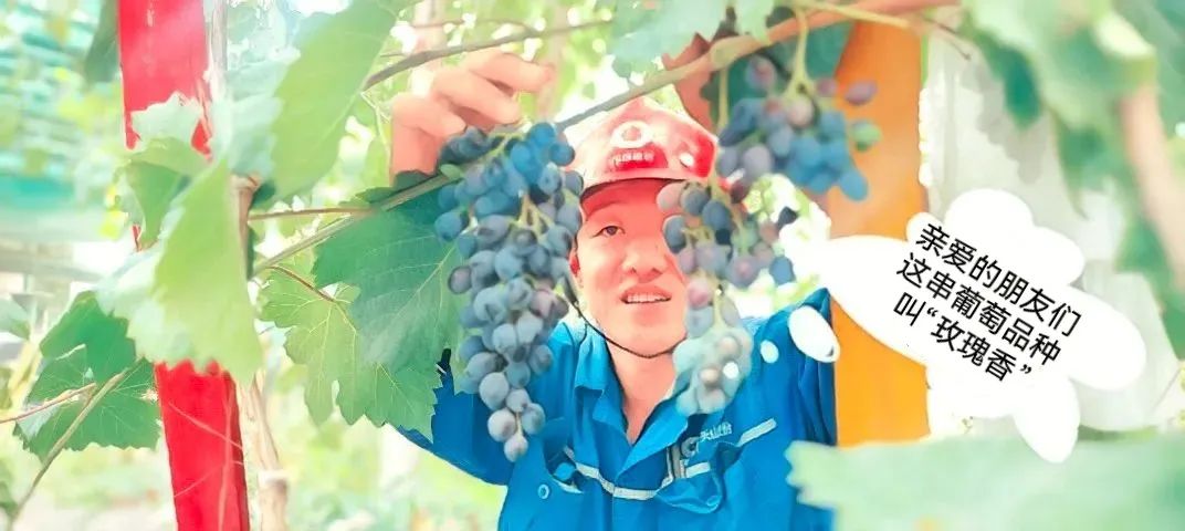 		 大丰收！来新疆天山水泥厂开心农场尝尝“秋”的味道~ _责任与文化_CA88集团有限公司	