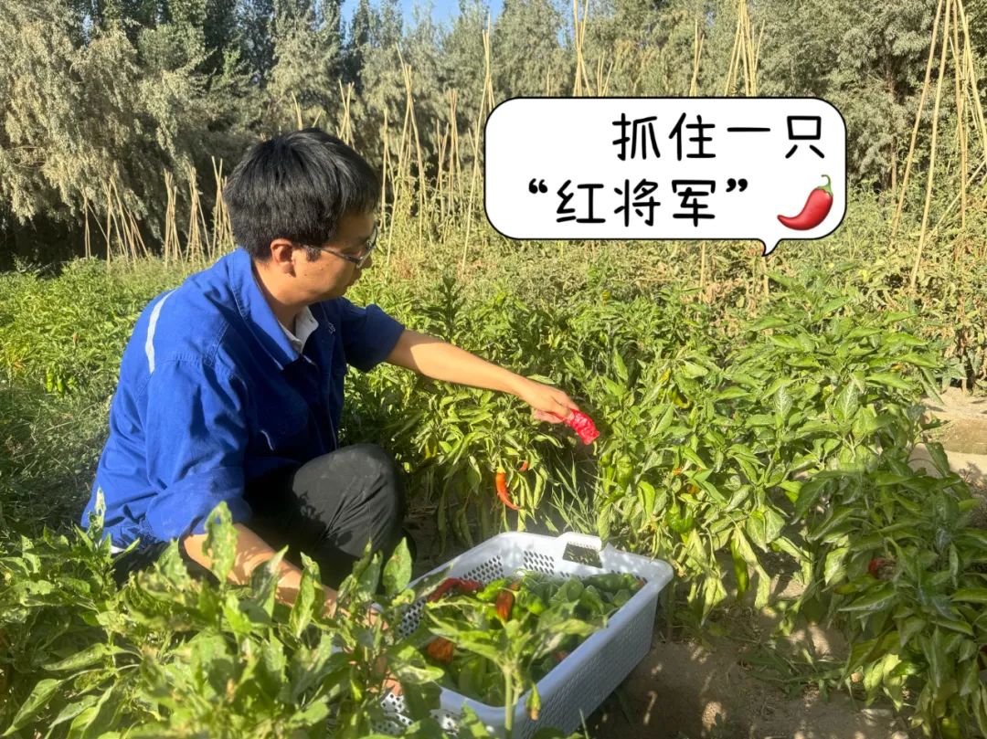 		 大丰收！来新疆天山水泥厂开心农场尝尝“秋”的味道~ _责任与文化_CA88集团有限公司	