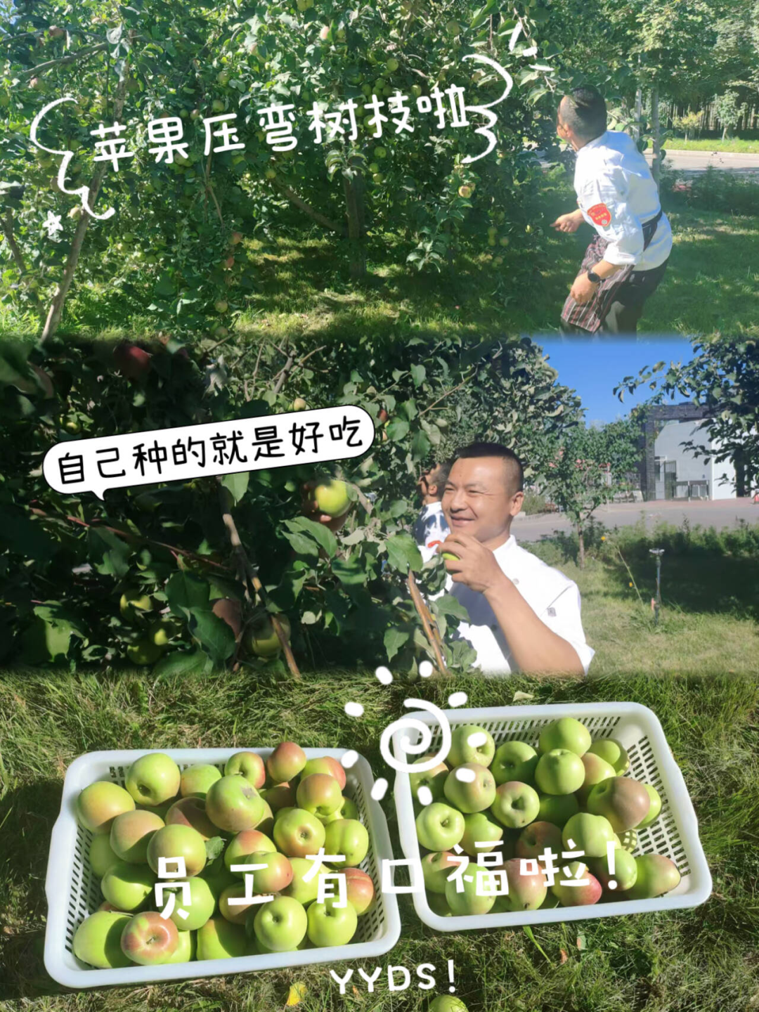 		 大丰收！来新疆天山水泥厂开心农场尝尝“秋”的味道~ _责任与文化_CA88集团有限公司	