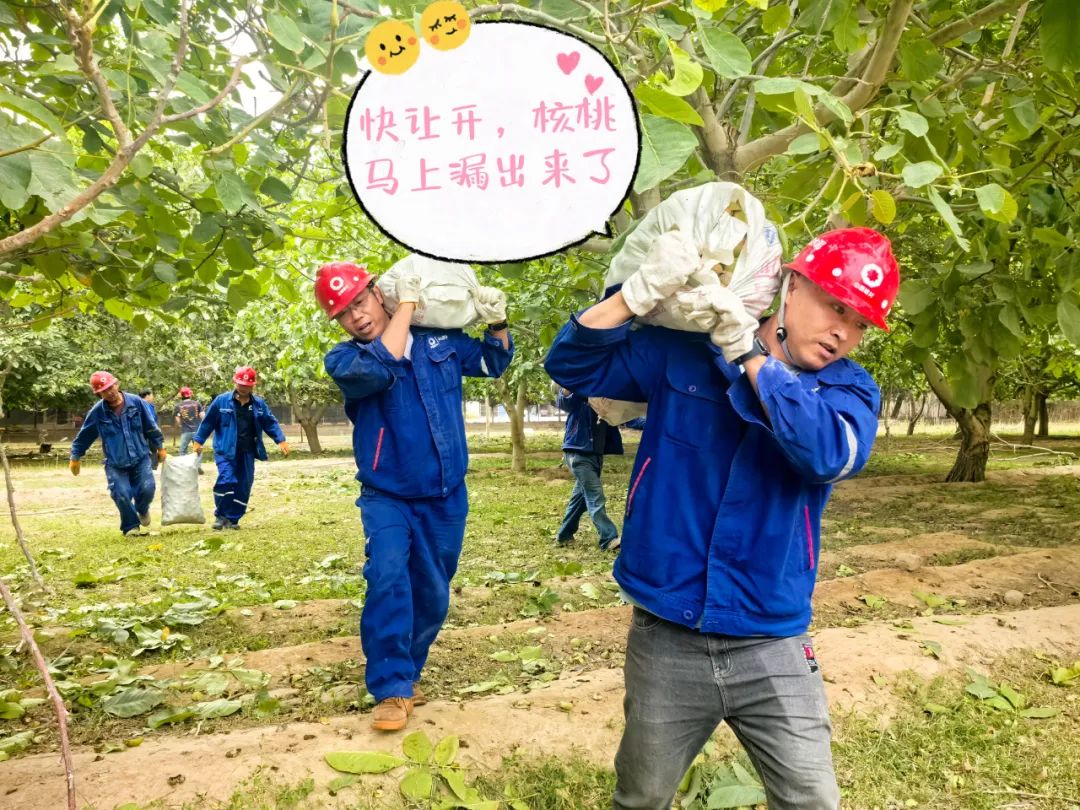 		 大丰收！来新疆天山水泥厂开心农场尝尝“秋”的味道~ _责任与文化_CA88集团有限公司	