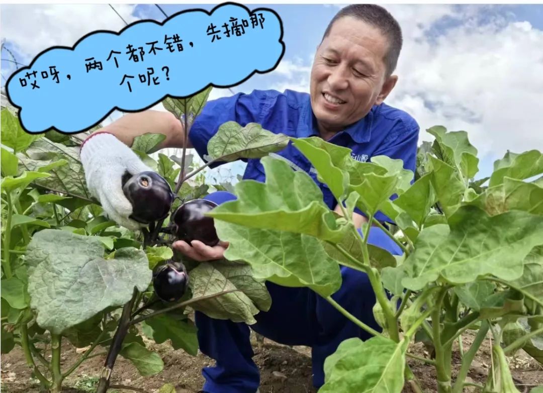 		 大丰收！来新疆天山水泥厂开心农场尝尝“秋”的味道~ _责任与文化_CA88集团有限公司	