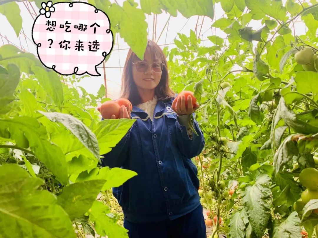 		 大丰收！来新疆天山水泥厂开心农场尝尝“秋”的味道~ _责任与文化_CA88集团有限公司	