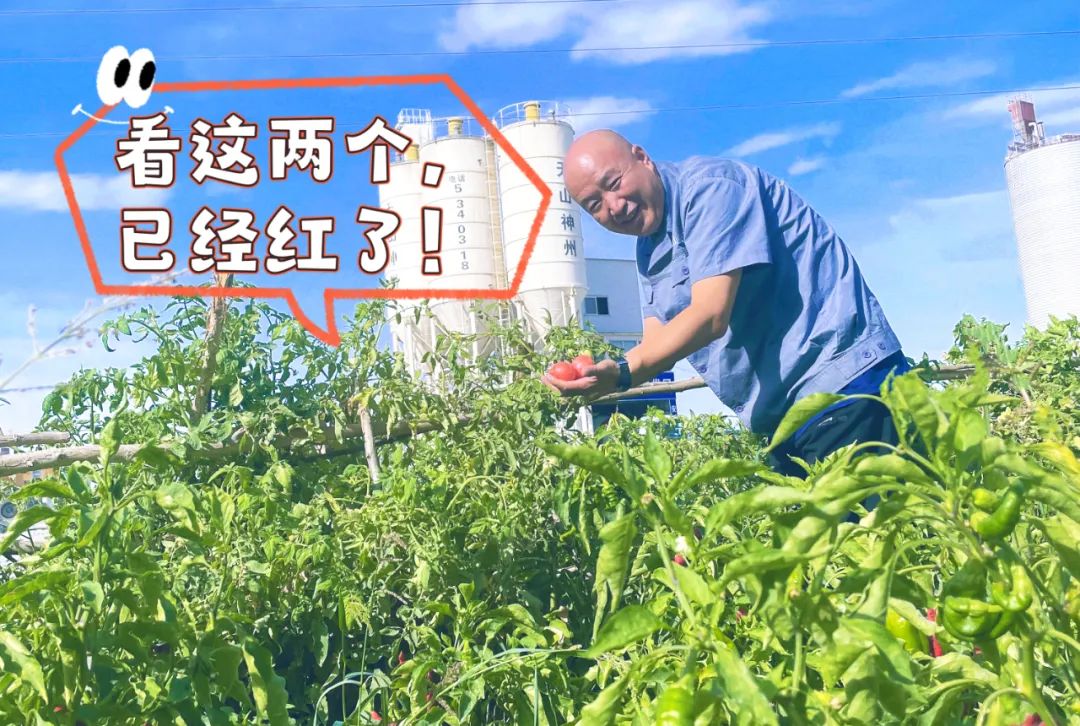 		 大丰收！来新疆天山水泥厂开心农场尝尝“秋”的味道~ _责任与文化_CA88集团有限公司	
