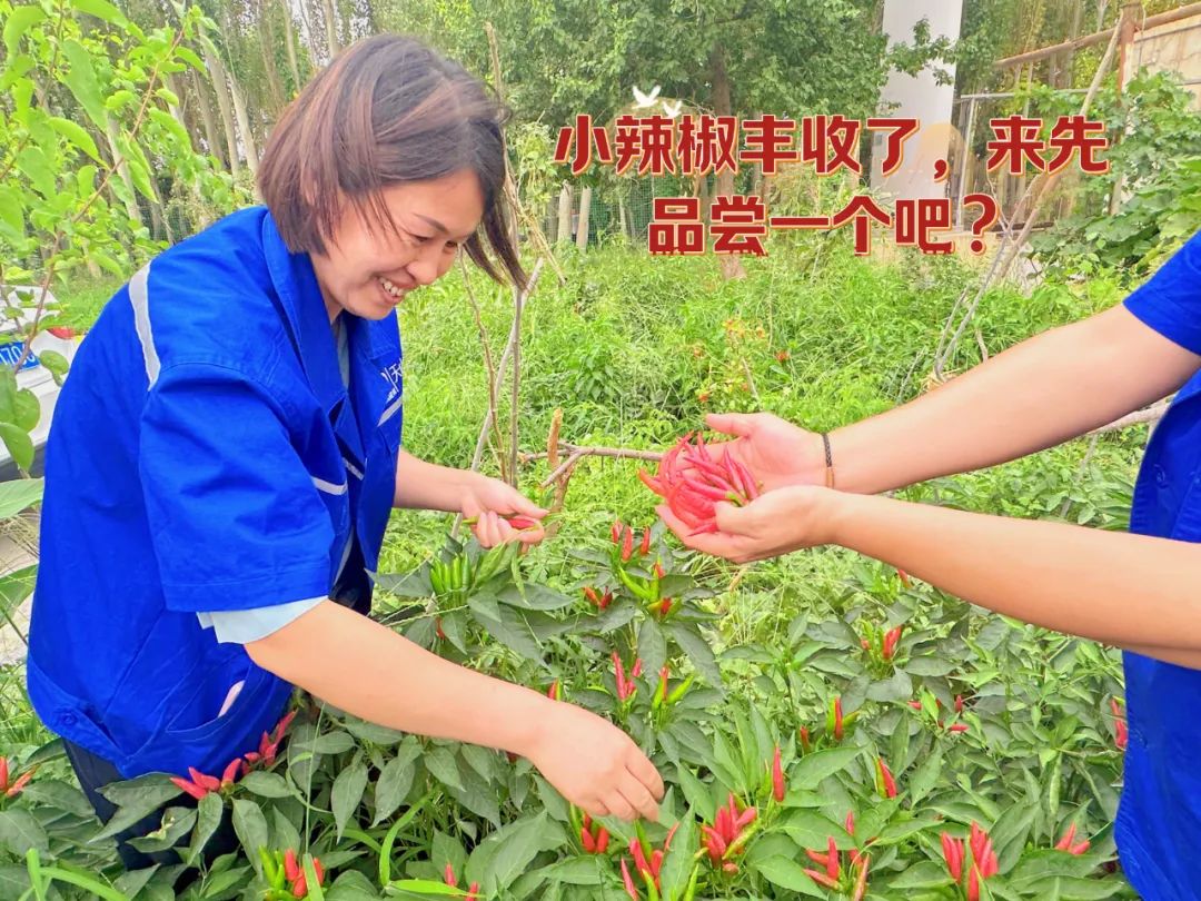 		 大丰收！来新疆天山水泥厂开心农场尝尝“秋”的味道~ _责任与文化_CA88集团有限公司	