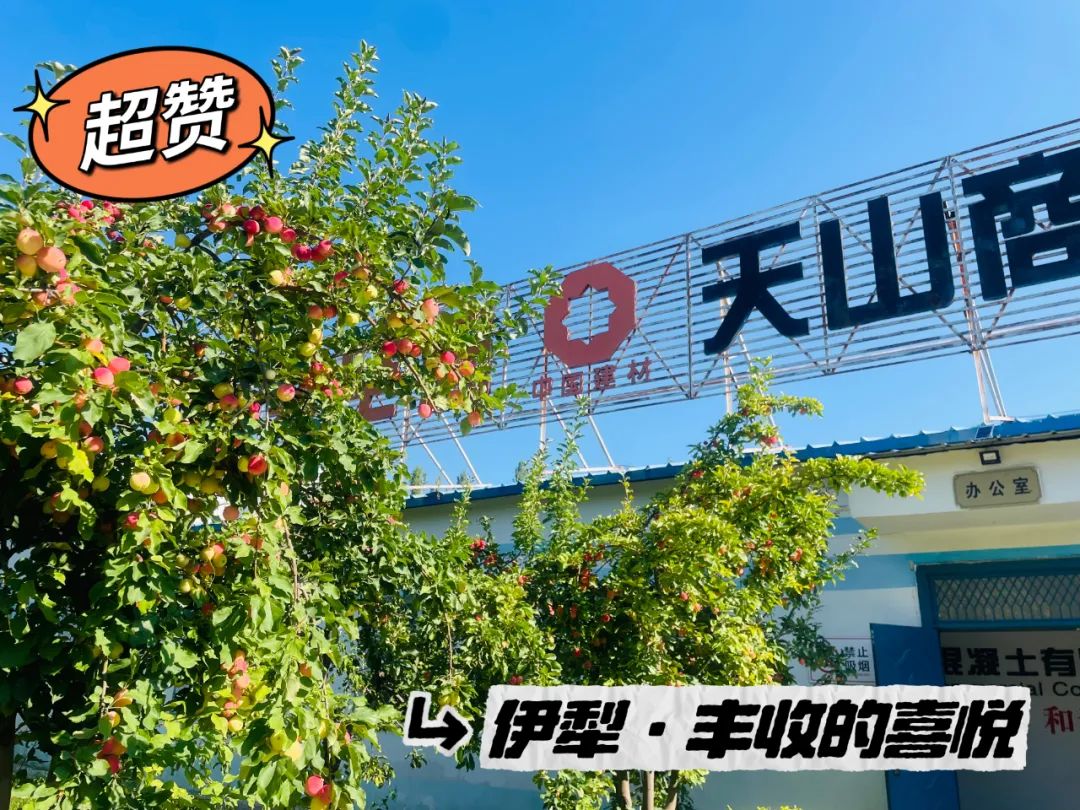 		 大丰收！来新疆天山水泥厂开心农场尝尝“秋”的味道~ _责任与文化_CA88集团有限公司	