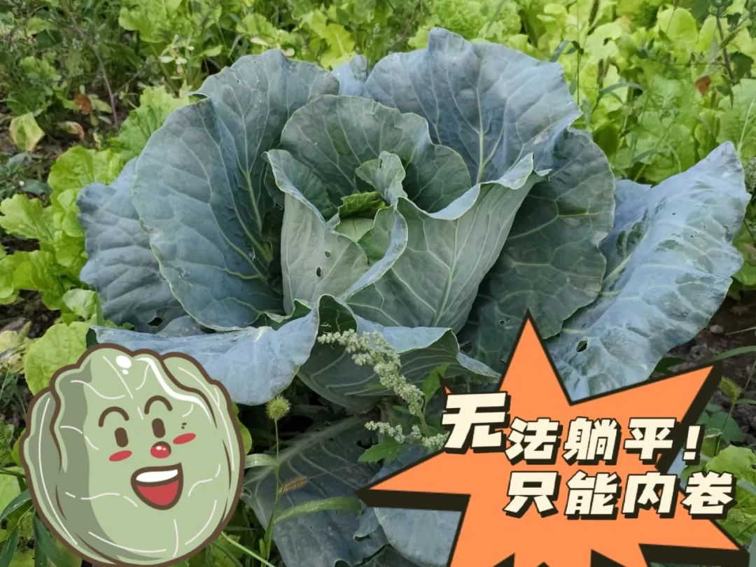 		 大丰收！来新疆天山水泥厂开心农场尝尝“秋”的味道~ _责任与文化_CA88集团有限公司	