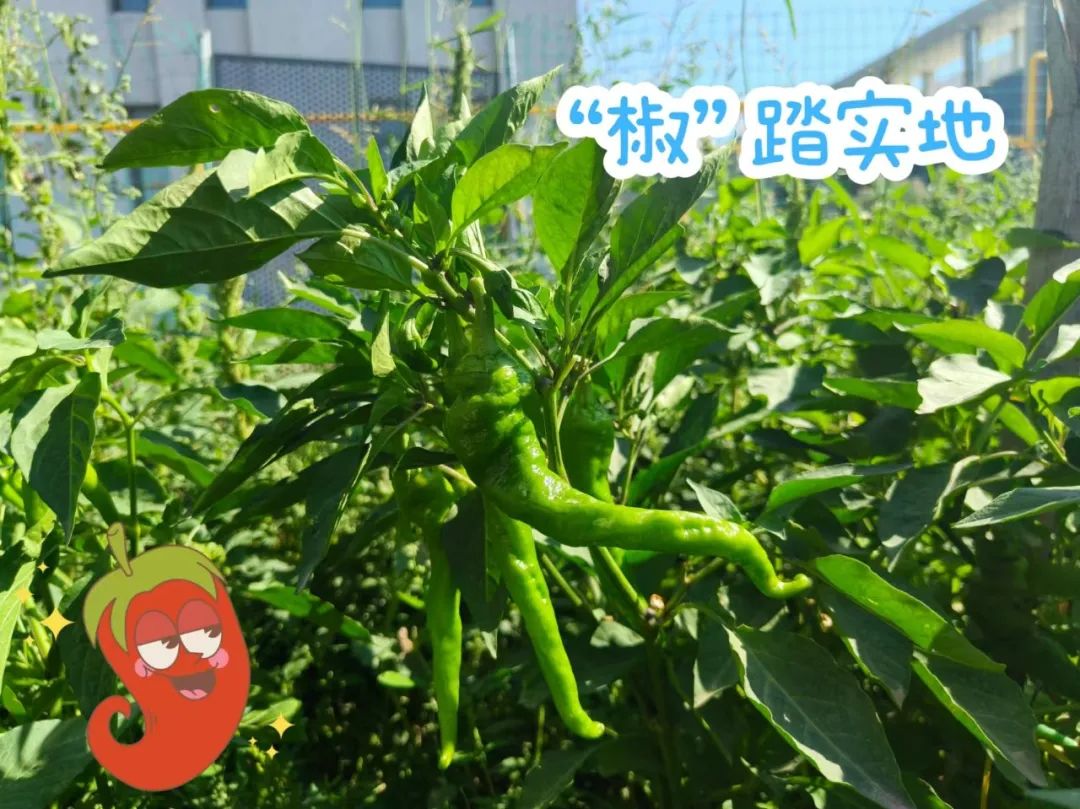 		 大丰收！来新疆天山水泥厂开心农场尝尝“秋”的味道~ _责任与文化_CA88集团有限公司	