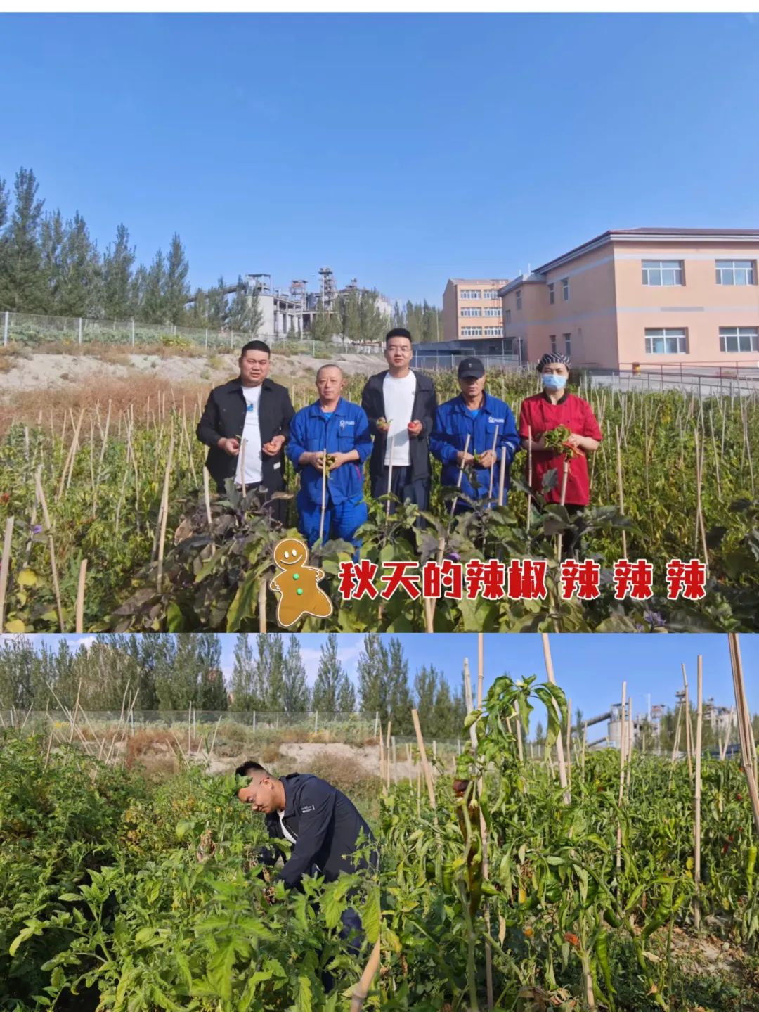 		 大丰收！来新疆天山水泥厂开心农场尝尝“秋”的味道~ _责任与文化_CA88集团有限公司	