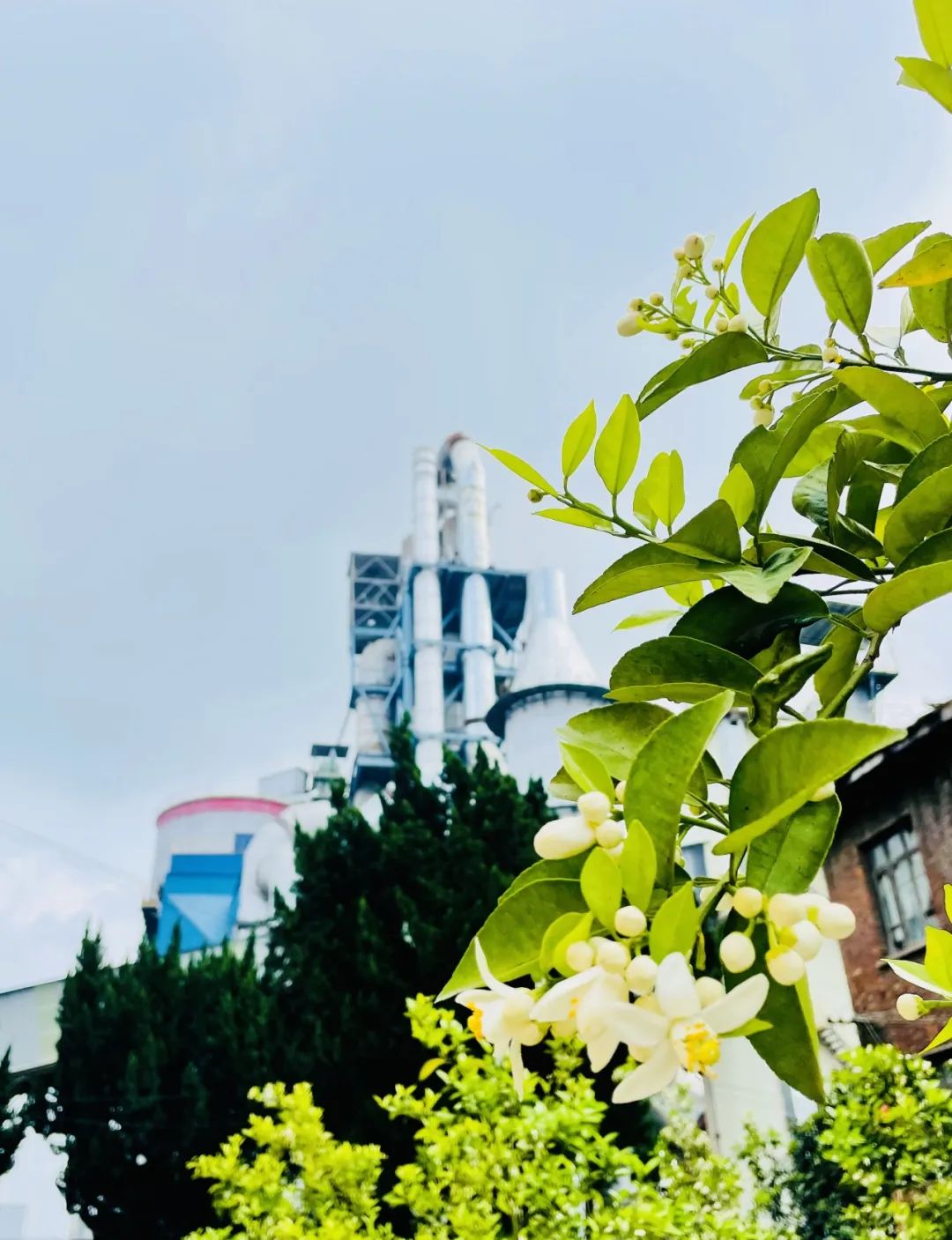 		CA88| 当江西水泥最先“种春天”，，，，，真浪漫～～_责任与文化_CA88集团有限公司	